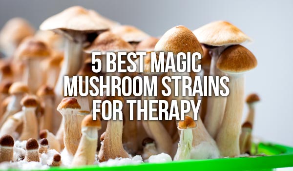 Read more about the article Magical Medical Mushroom Tour