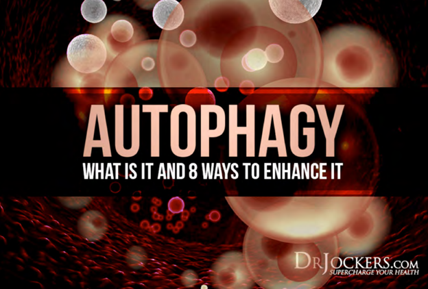 Read more about the article Autophagy